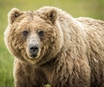 Experts analyze ancient DNA to solve the mass extinctions of lions and bears