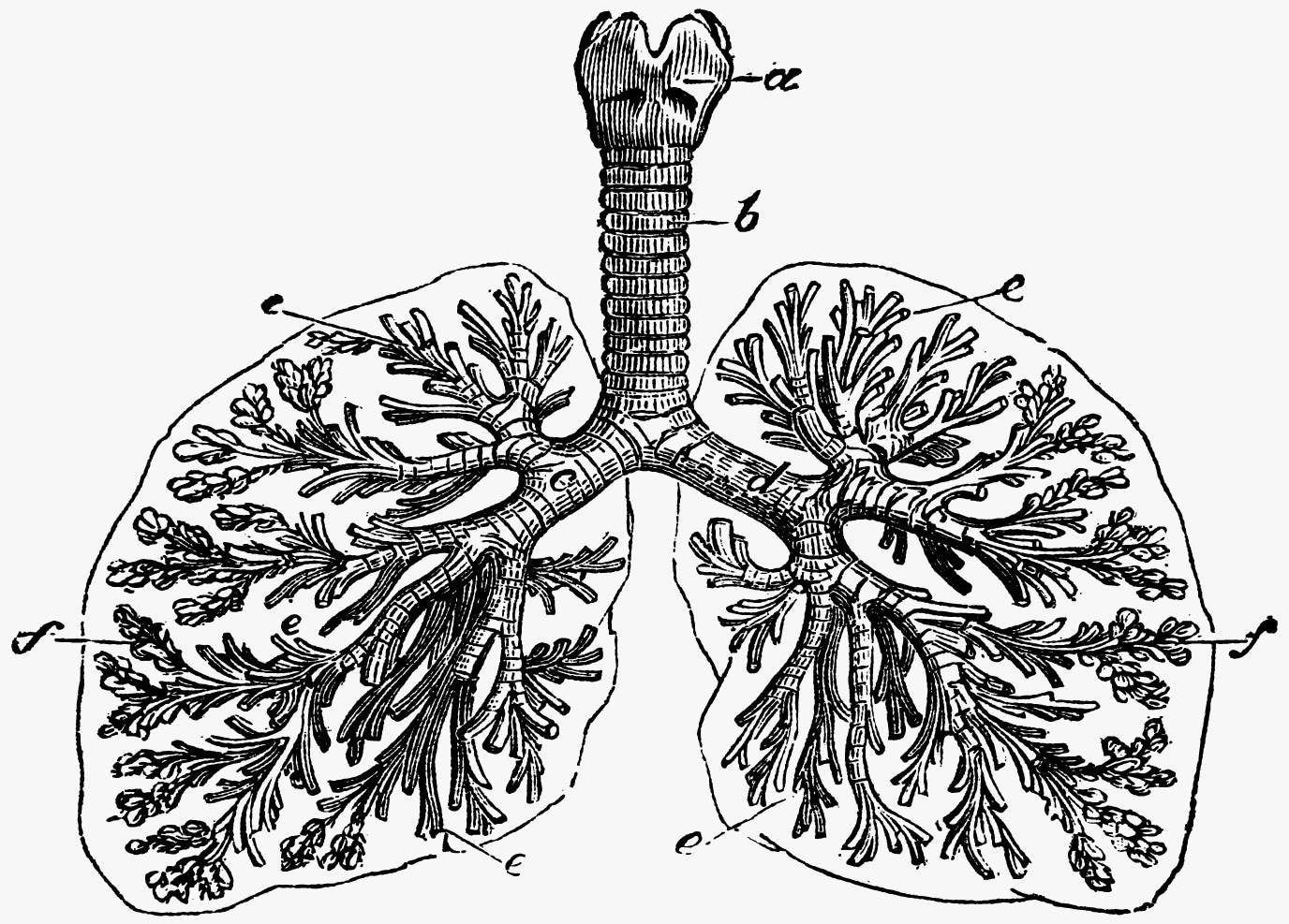 Study identifies new therapy to treat cystic fibrosis