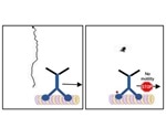 Researchers analyze motor protein movement in neurons
