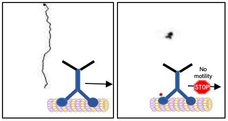 Researchers analyze motor protein movement in neurons