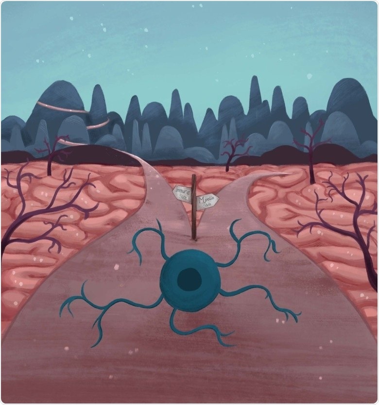 Oligodendrocyte cell may play major role in development of multiple sclerosis