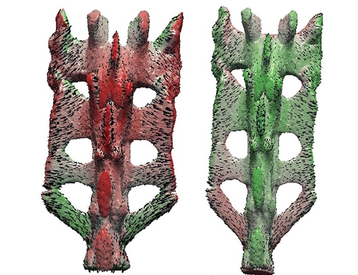 IL-6 regulates cartilage regeneration in joints and growth plates, says study