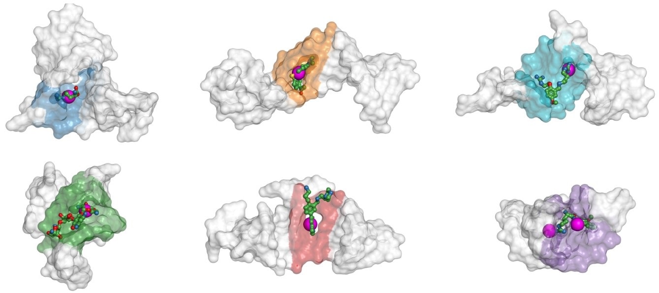 Experts develop AI-based binding site detection in nucleic acid macromolecules