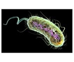 Scientists discover “resistance gene” in harmful E. coli bacteria
