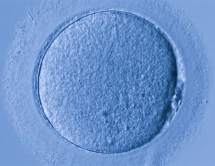 Scientists examine key mechanisms underlying genomic imprinting