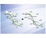 Researchers use cryo-EM to rapidly characterize antibodies at atomic level