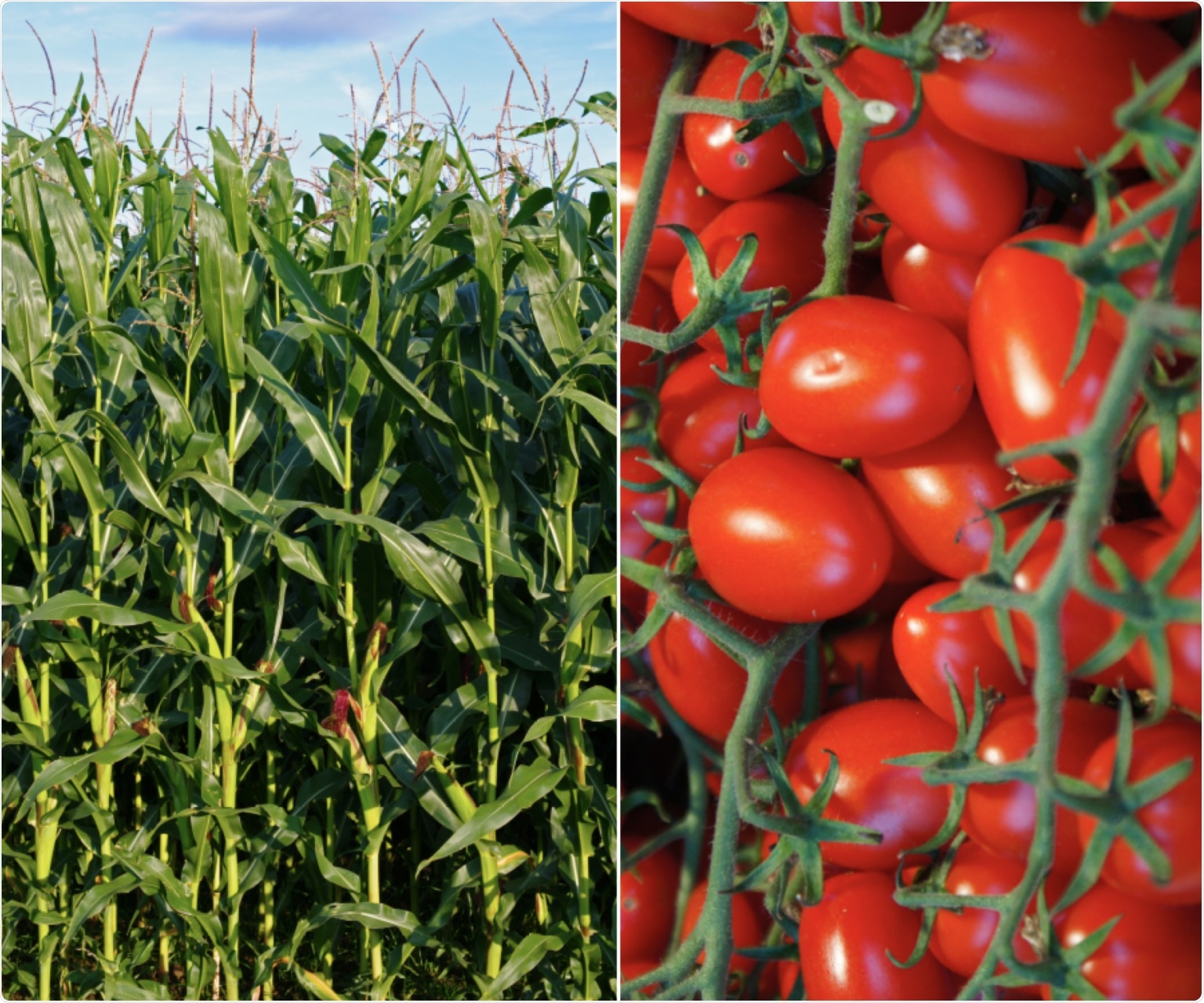 Experts develop framework to assist in the demarcation between genetically modified and genome-edited organisms