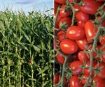 Experts develop framework to assist in the demarcation between genetically modified and genome-edited organisms
