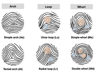Fingerprints are influenced by the limb development genes, says study