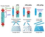 Experts determine the assembly of proteins with specialized protein needles