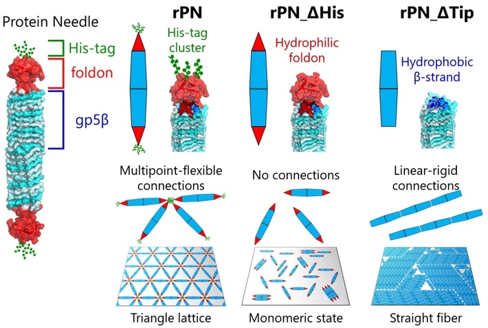 Experts determine the assembly of proteins with specialized protein needles