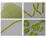 European Reference Genome Atlas intends to provide “reference genomes” for the biodiversity of Europe