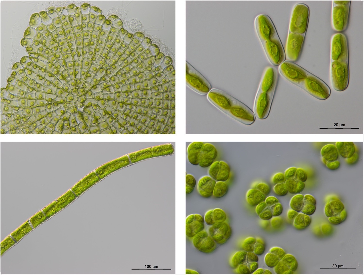 European Reference Genome Atlas intends to provide “reference genomes” for the biodiversity of Europe