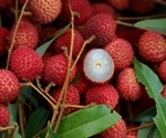 Researchers use genomics to dig deeper into lychee’s history