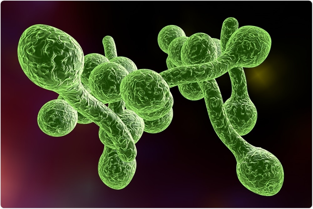 Fungal Bacteria Fungal Bacteria