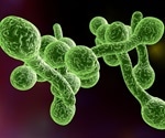 Novel study to identify how immune receptors recognize unique chemical signals on fungal cells
