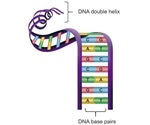 Researchers construct organized structures of hydrogel blocks using “sticky” DNA