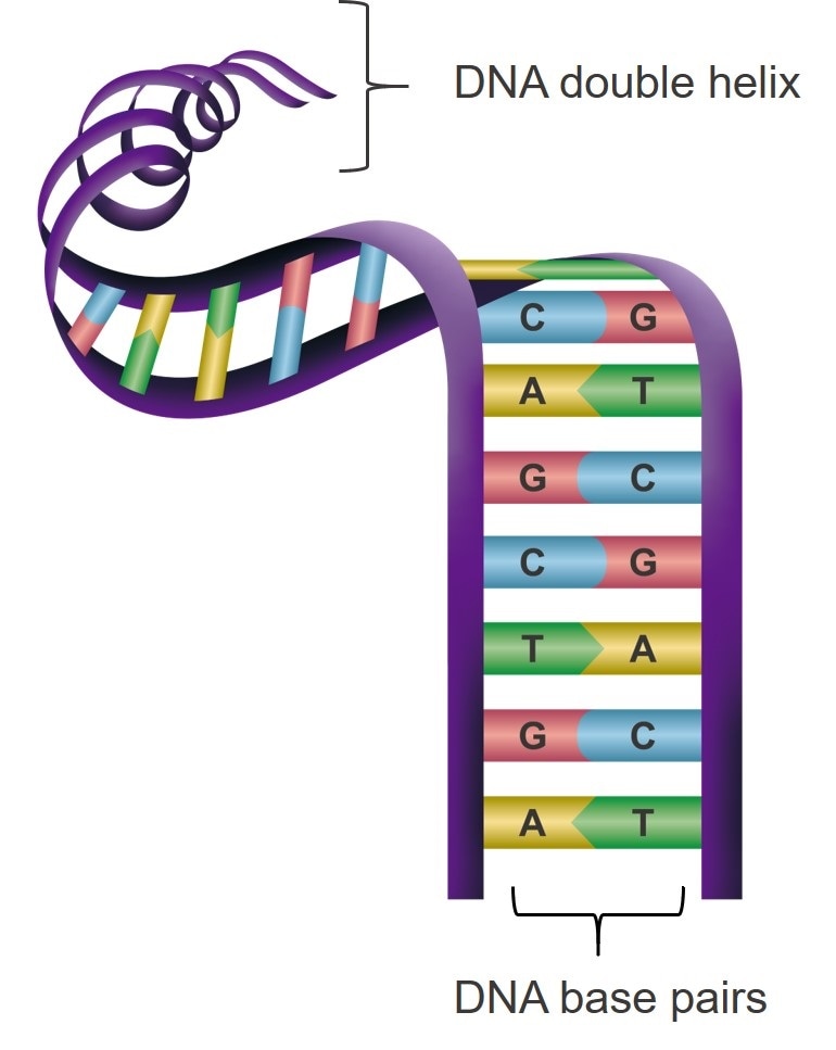 Researchers construct organized structures of hydrogel blocks using “sticky” DNA
