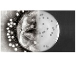 Researchers develop and demonstrate new procedure for controlling directed evolution