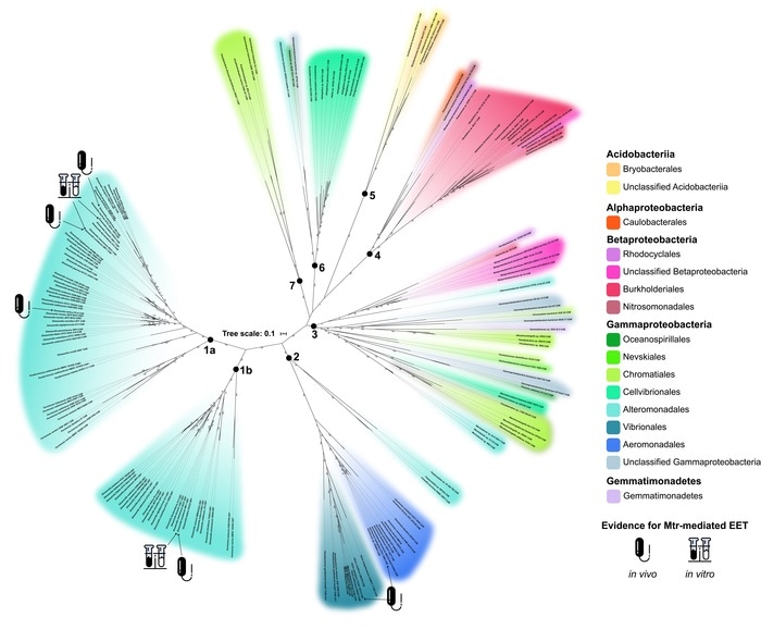Microorganisms “breathe” rocks through extracellular electron transfer, says study