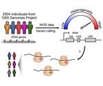 Human rRNA genes differed based on a person’s geographic ancestry