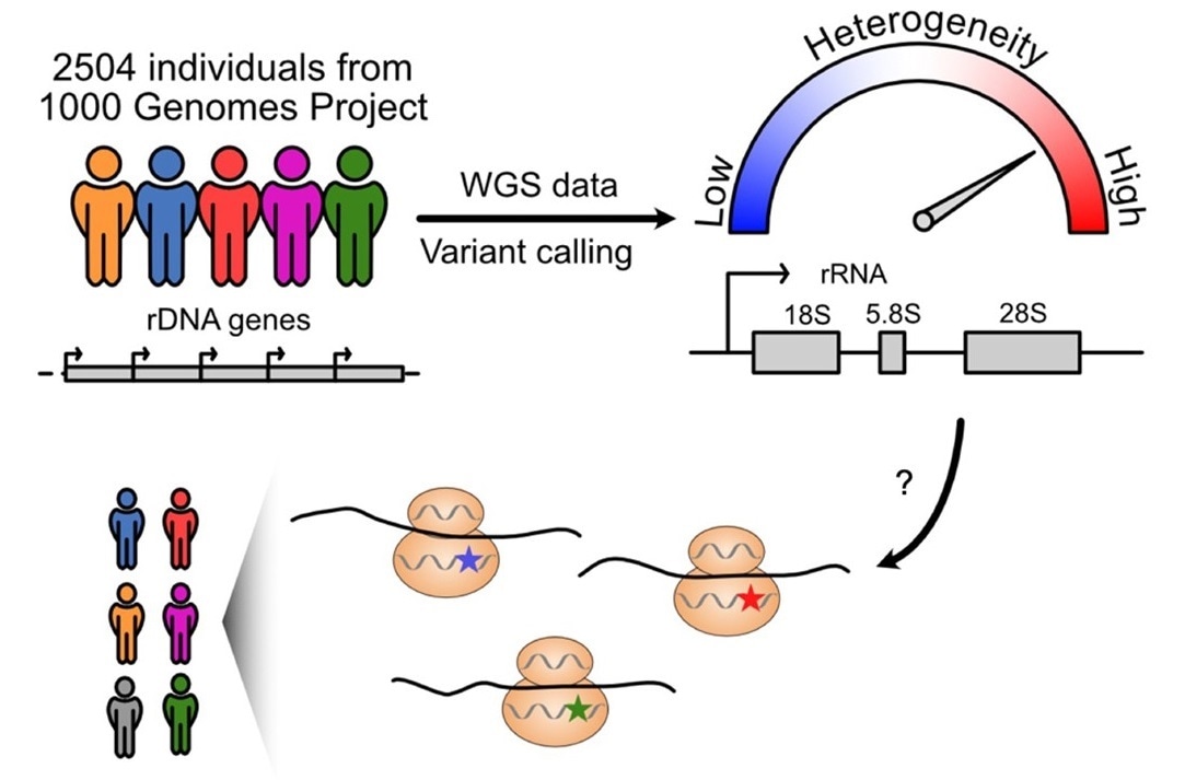 Human rRNA genes differed based on a person’s geographic ancestry