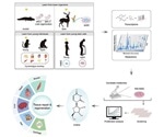 Pro-regenerative metabolite supports elevated tissue regeneration and delays aging, study reveals