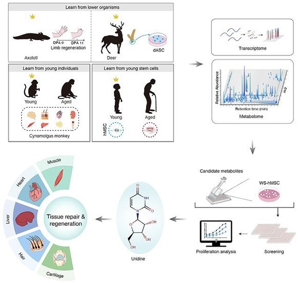 Pro-regenerative metabolite supports elevated tissue regeneration and delays aging, study reveals