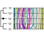Study finds ancient methodologies concealed in DNA