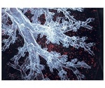 Macrophages restore normal functions when transported back to the body, says research
