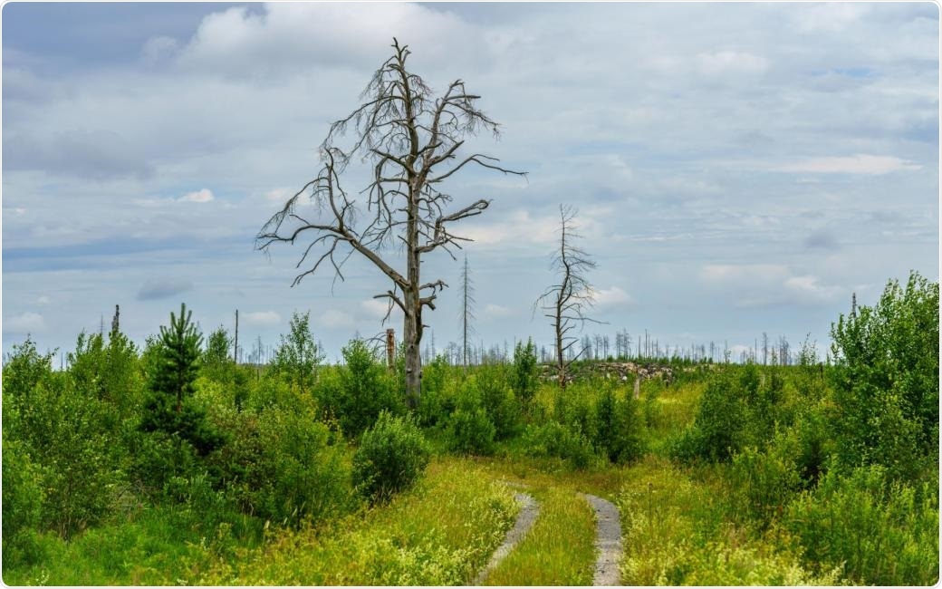 Machine learning to explore large-scale relationships between vegetation and climatic characteristics