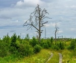 Machine learning to explore large-scale relationships between vegetation and climatic characteristics