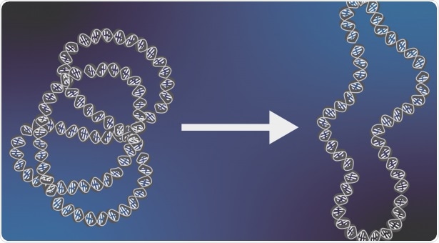 Study provides insight into the mechanism of action of DNA topoisomerase VI at the molecular level