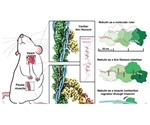 Scientists observe first high-resolution 3D image of muscle protein nebulin