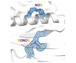 Researchers identify protein switch that regulates enzymes in pathogens