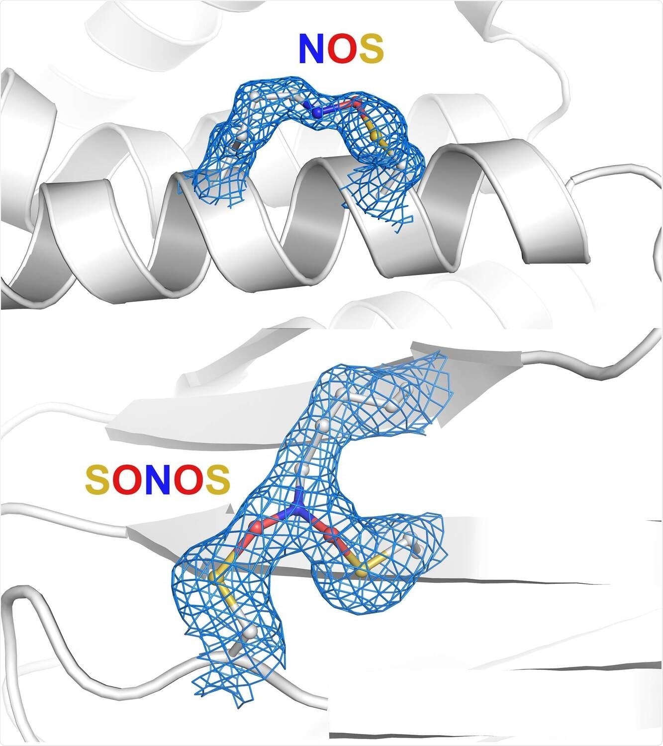 Researchers identify protein switch that regulates enzymes in pathogens