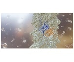 Scientists uncover novel information about the tiny propellers used by archaea