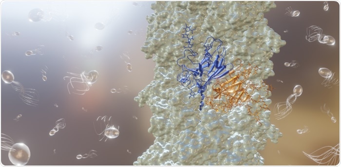 Scientists uncover novel information about the tiny propellers used by archaea