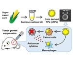 Plant-based nanoparticles likely to provide anti-cancer drug