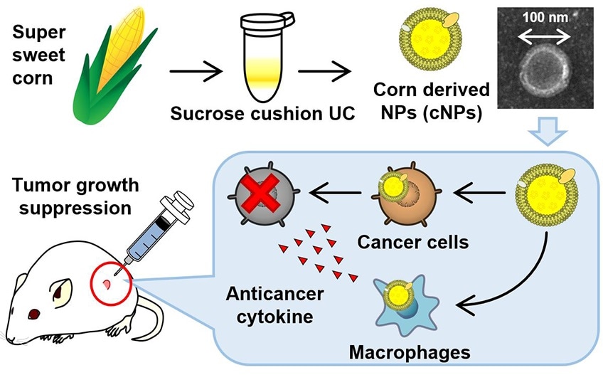 Plant-based nanoparticles likely to provide anti-cancer drug