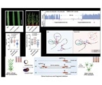 Study creates a new wheat mutant with resistance to disease
