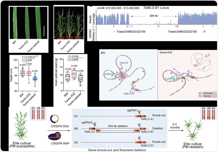 Study creates a new wheat mutant with resistance to disease