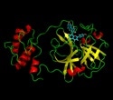 Study shows how natural products inhibit SARS-CoV-2 main protease Mpro