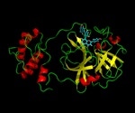 Study shows how natural products inhibit SARS-CoV-2 main protease Mpro