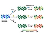 Experts explore the relationships between diet, gut bacteria, and metabolites