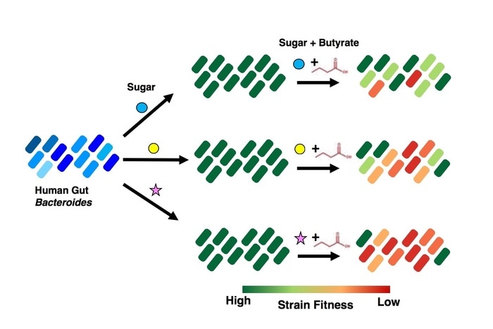 Experts explore the relationships between diet, gut bacteria, and metabolites