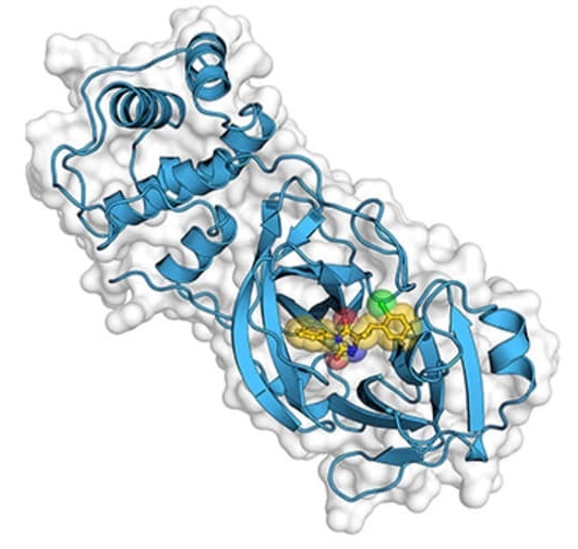 Researchers design a molecule that prevents the replication of coronaviruses