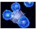 Study highlights how IL-2 regulates developmental bifurcation