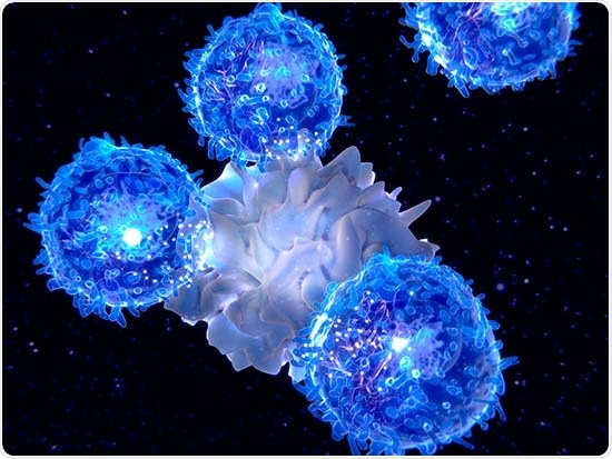 Study highlights how IL-2 regulates developmental bifurcation