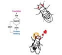 Study analyzes the mechanisms that orchestrate the transition from feeding to courtship